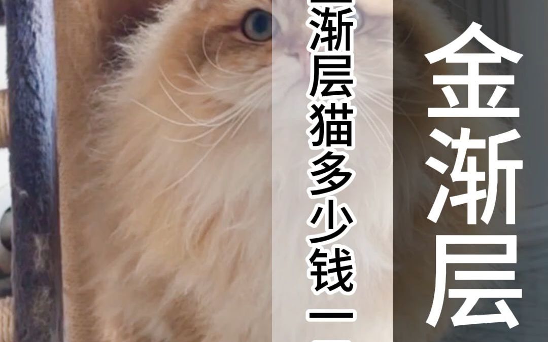 金渐层猫多少钱一只?(5556)哔哩哔哩bilibili