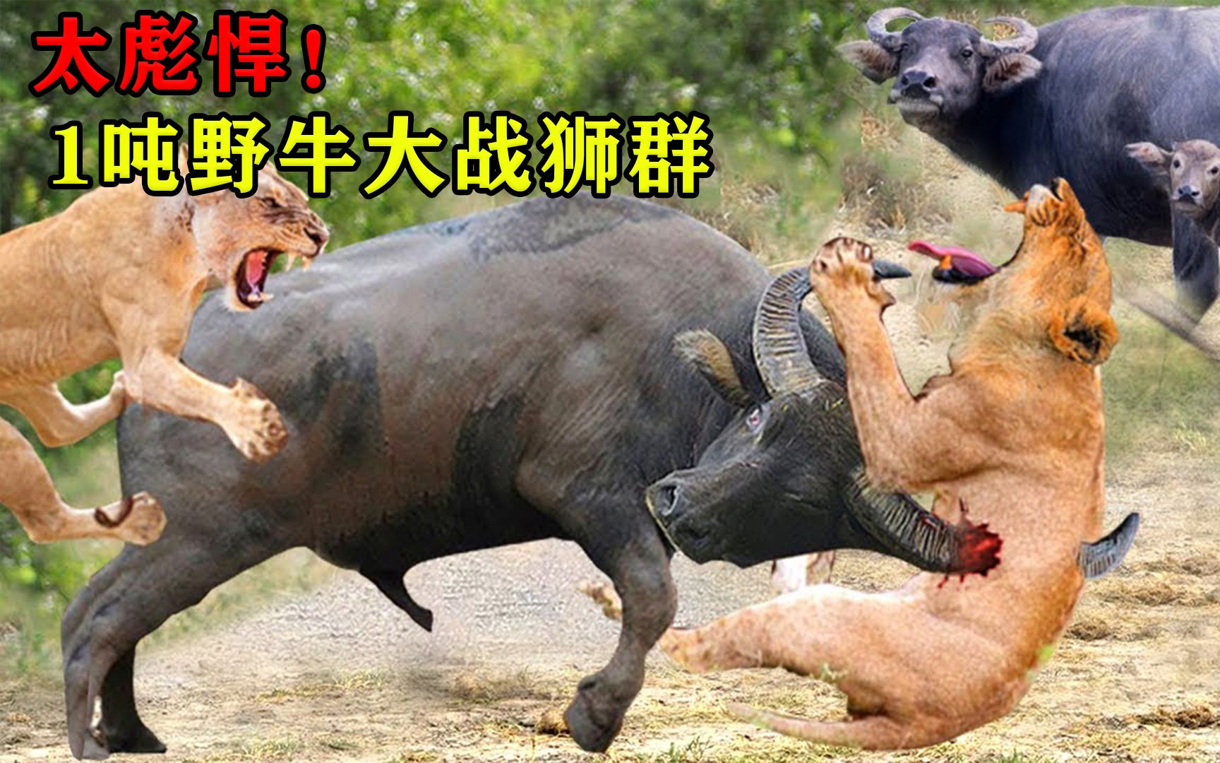 活动  1吨野牛大战6头狮子,展开激烈的厮杀,镜头记录精彩一幕!
