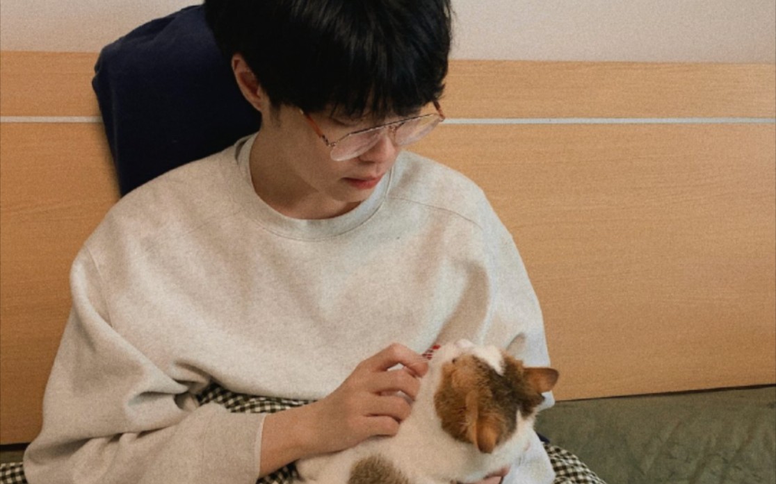 【kb呆又呆】直播猫猫,但是土橘猫