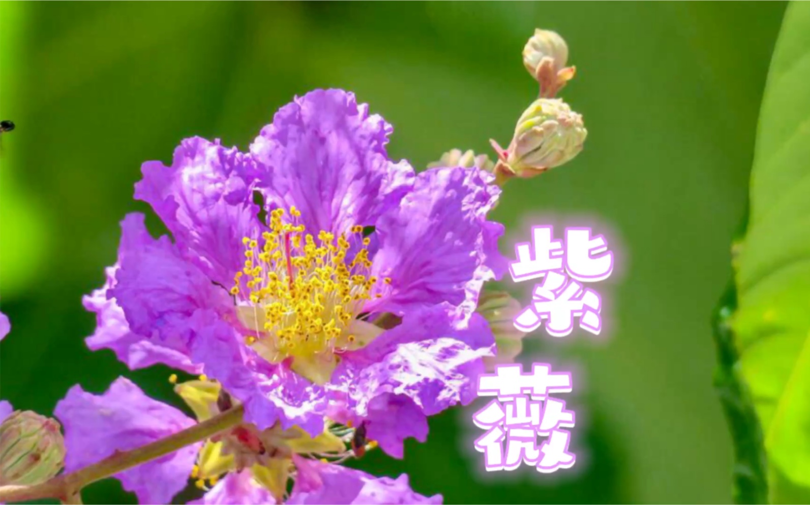 [图]七月会开的花花（2）紫薇花，盛夏限定的灿烂如梦