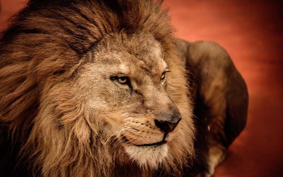 狮子家族的演化史(3)无鬃狮和有鬃狮的关系