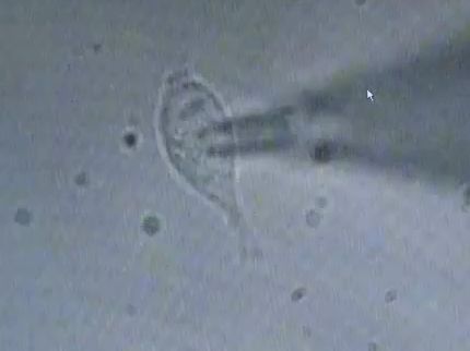 Single-cell patch-clamp recording technique