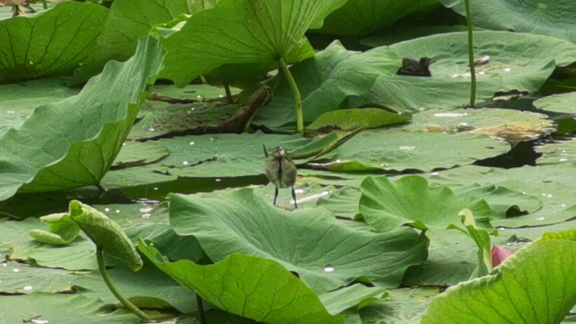 "它张着两脚,正像一个画图仪器里细脚伶仃的圆规"