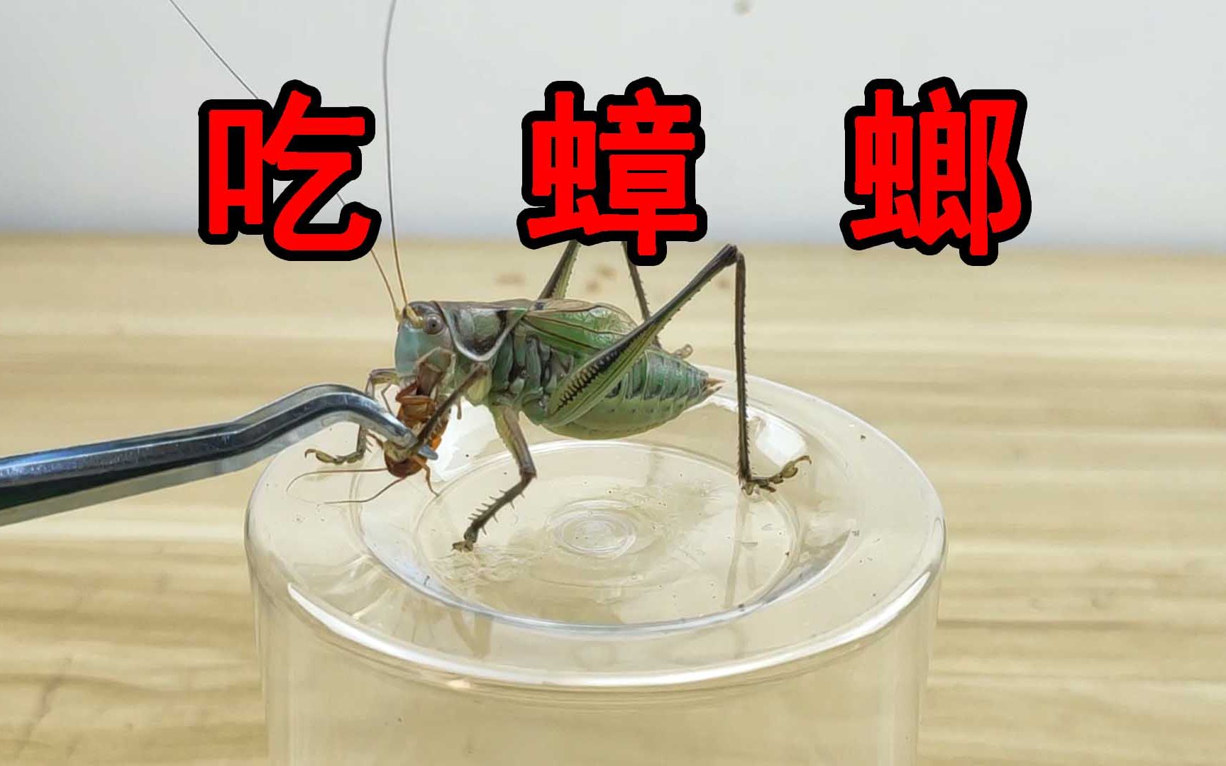 吃蟑螂!原来蝈蝈是食肉昆虫!蝈蝈连吃四只蟑螂!哔哩哔哩bilibili