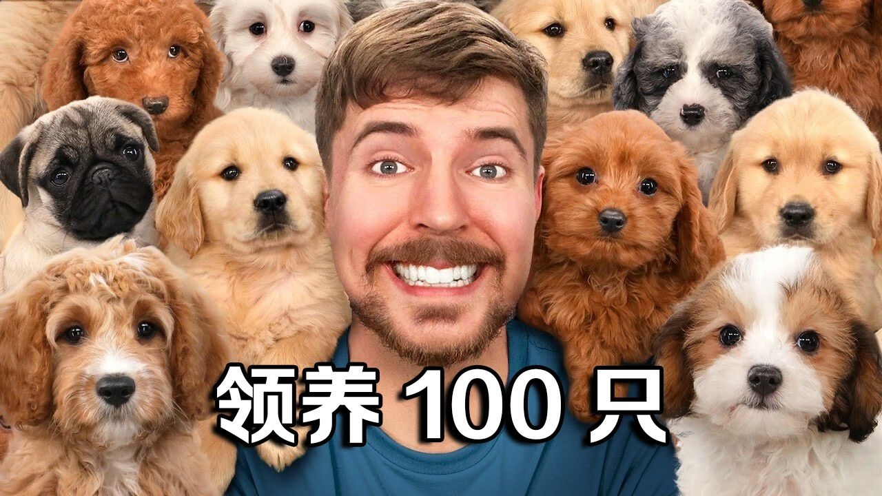 【MrBeast公益】我收养了100只狗狗！