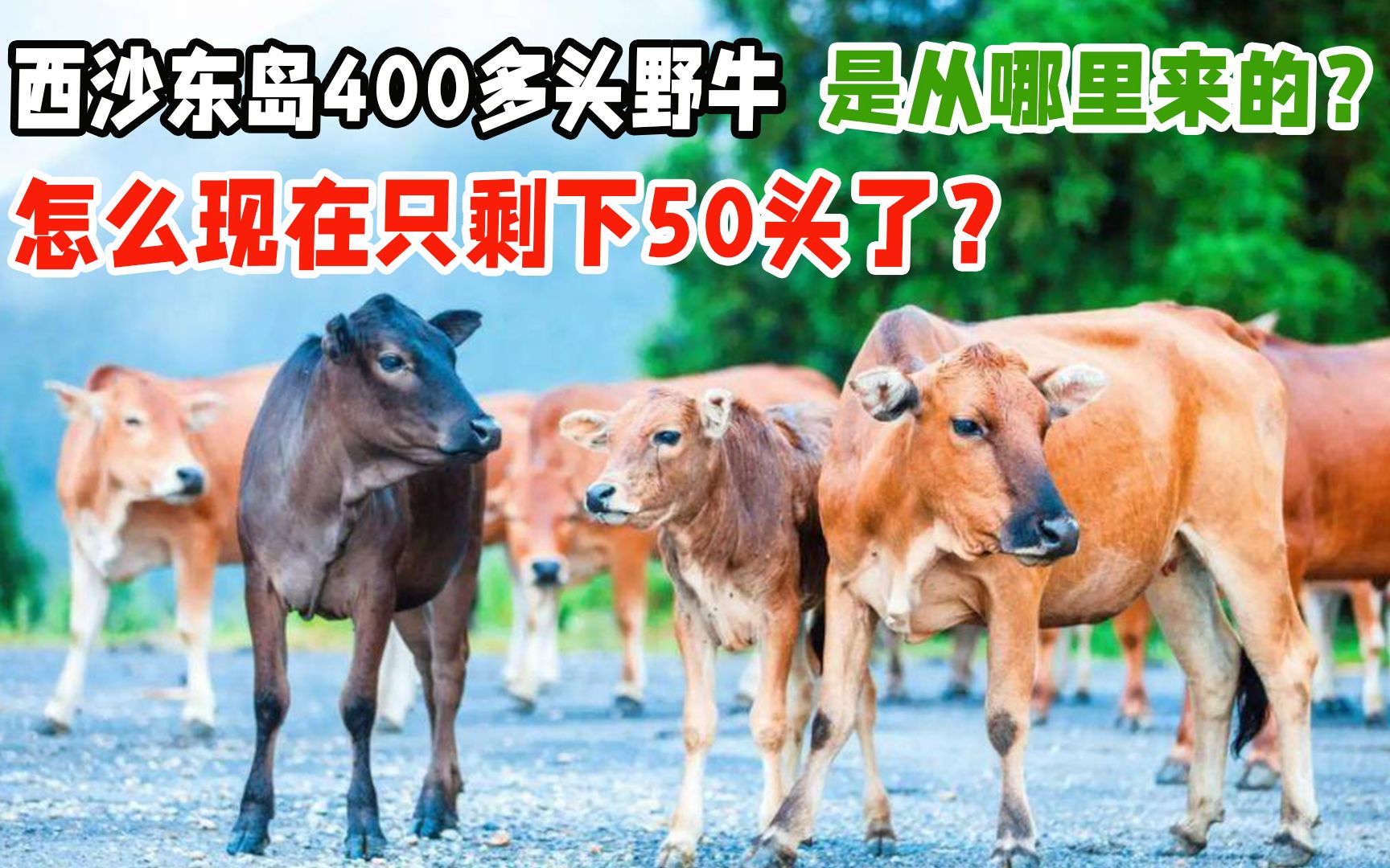 西沙东岛400多头野牛,是从哪里来的?怎么现在只剩下50头了?