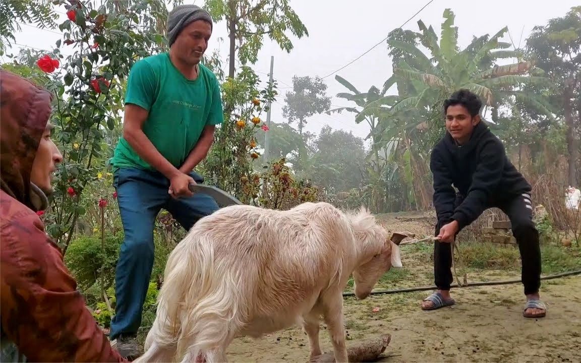 [图]见识一下尼泊尔人杀羊，手起刀落羊头落地，下刀快准狠