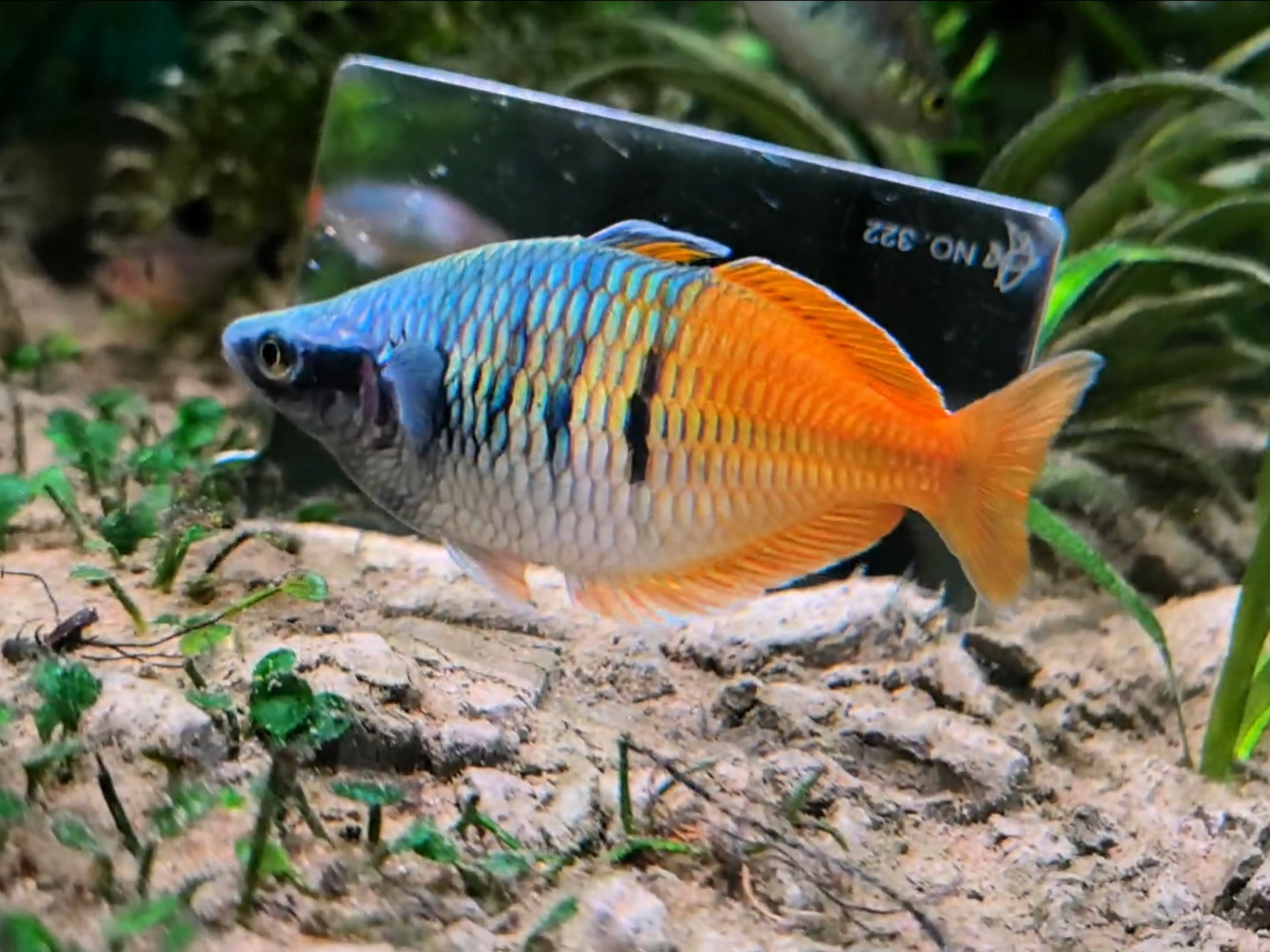 石美人对镜夸示