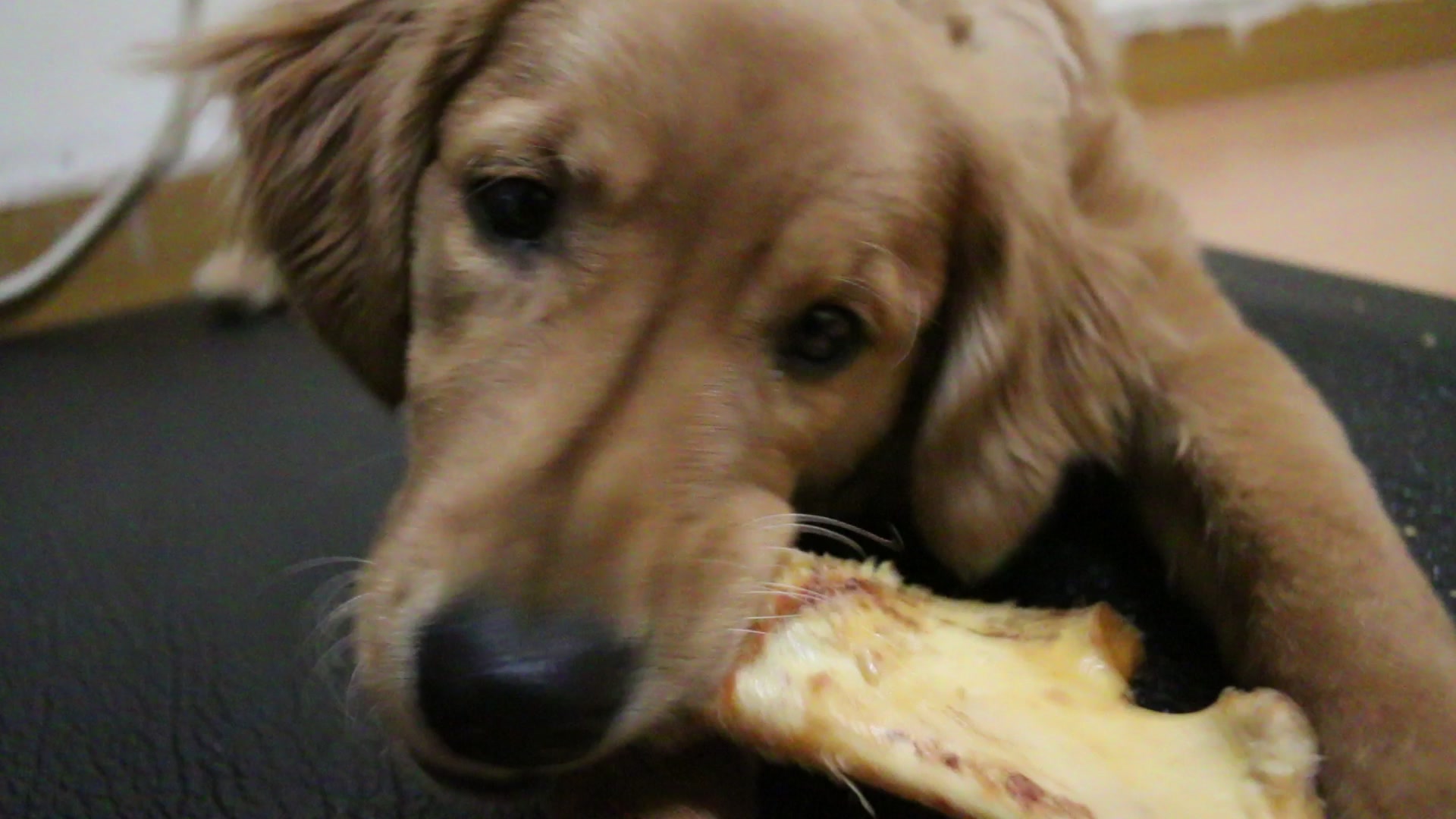 不知不觉枕头快8个月了,今天啃骨头的画风也像个大狗狗了