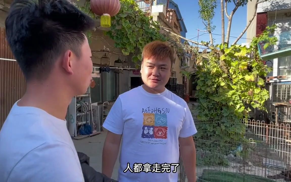 在农村干了近20年马犬繁育,年入几十万,听大哥说完,感觉好简单