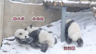 下载视频: 好玩的雪地滑滑梯又来喽！永动机带着大朵玩了3次，浜浜糖也被永动机哥哥带着玩滑滑梯了