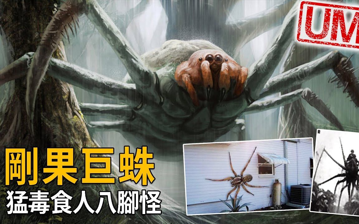 刚果巨型蜘蛛,隐身于丛林中猛毒食人的八脚怪