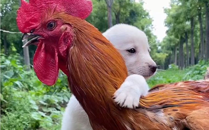 狗狗是大公鸡从小看起来的把它当自己的孩子一样