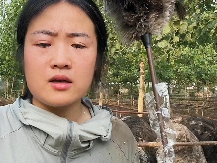 姐妹挑把顺手的好用,要力量有力量,要效果有效果,鸵鸟毛掸子是除尘用的!吸灰不扬尘,抖抖就干净,一根用很多年还不掉毛可以水洗暴晒!!哔哩哔...