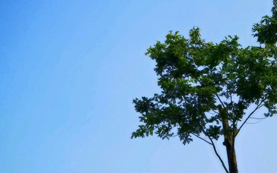 春日午后的阳光,温暖,多情,看云走,听鸟鸣,你是不是也想起了小时候在