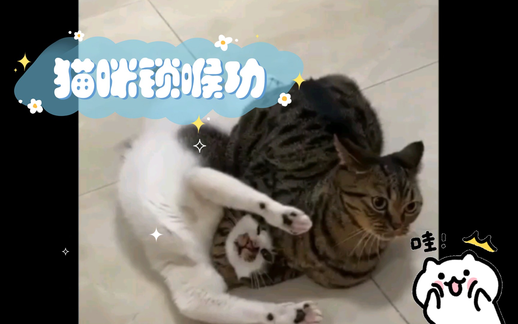 猫咪锁喉功