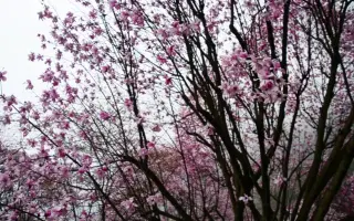 辛夷花 搜索结果 哔哩哔哩 Bilibili