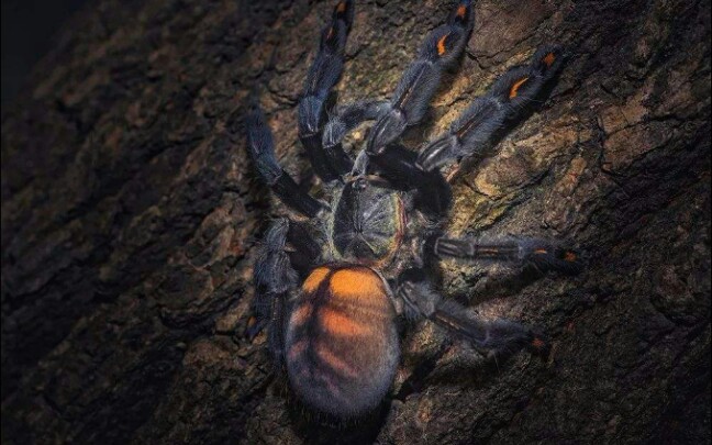 海南捕鸟蛛合集 出来吧海捕