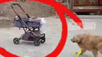 爸爸忘锁婴儿车发生溜坡，金毛神反应冲上拽住救娃，网友：加鸡腿