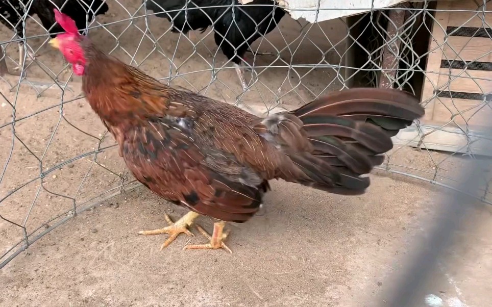 斗鸡,会叫公鸡声音的母鸡