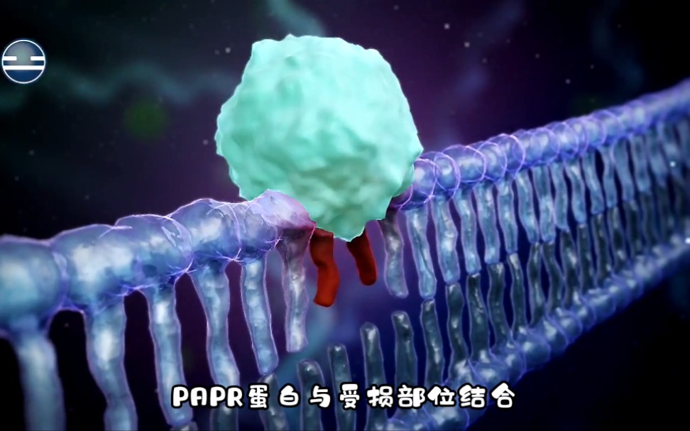 DNA损伤修复哔哩哔哩bilibili