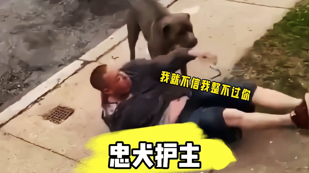 忠犬护主哔哩哔哩bilibili