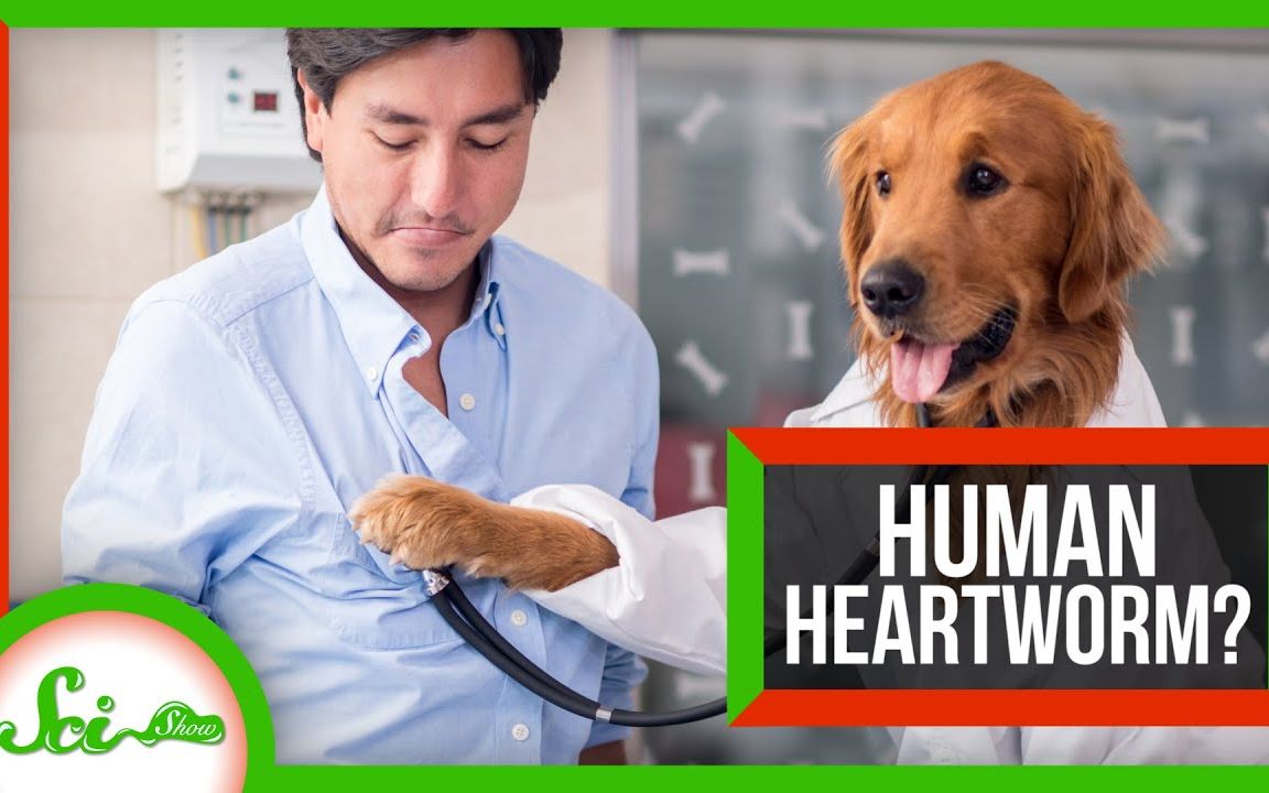 【scishow】为什么人们不容易感染丝虫病,而狗会因它而死?