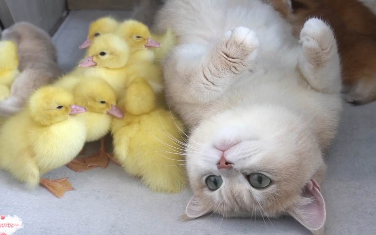 围着猫妈妈的小鸭子
