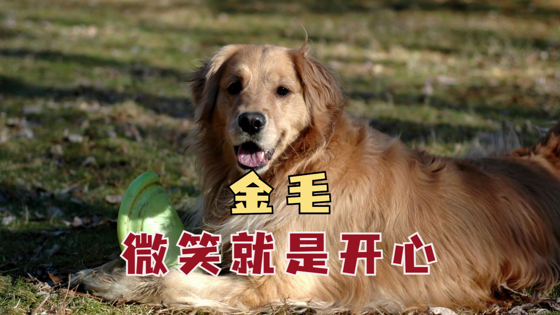 金毛微笑就是开心?这可不一定!