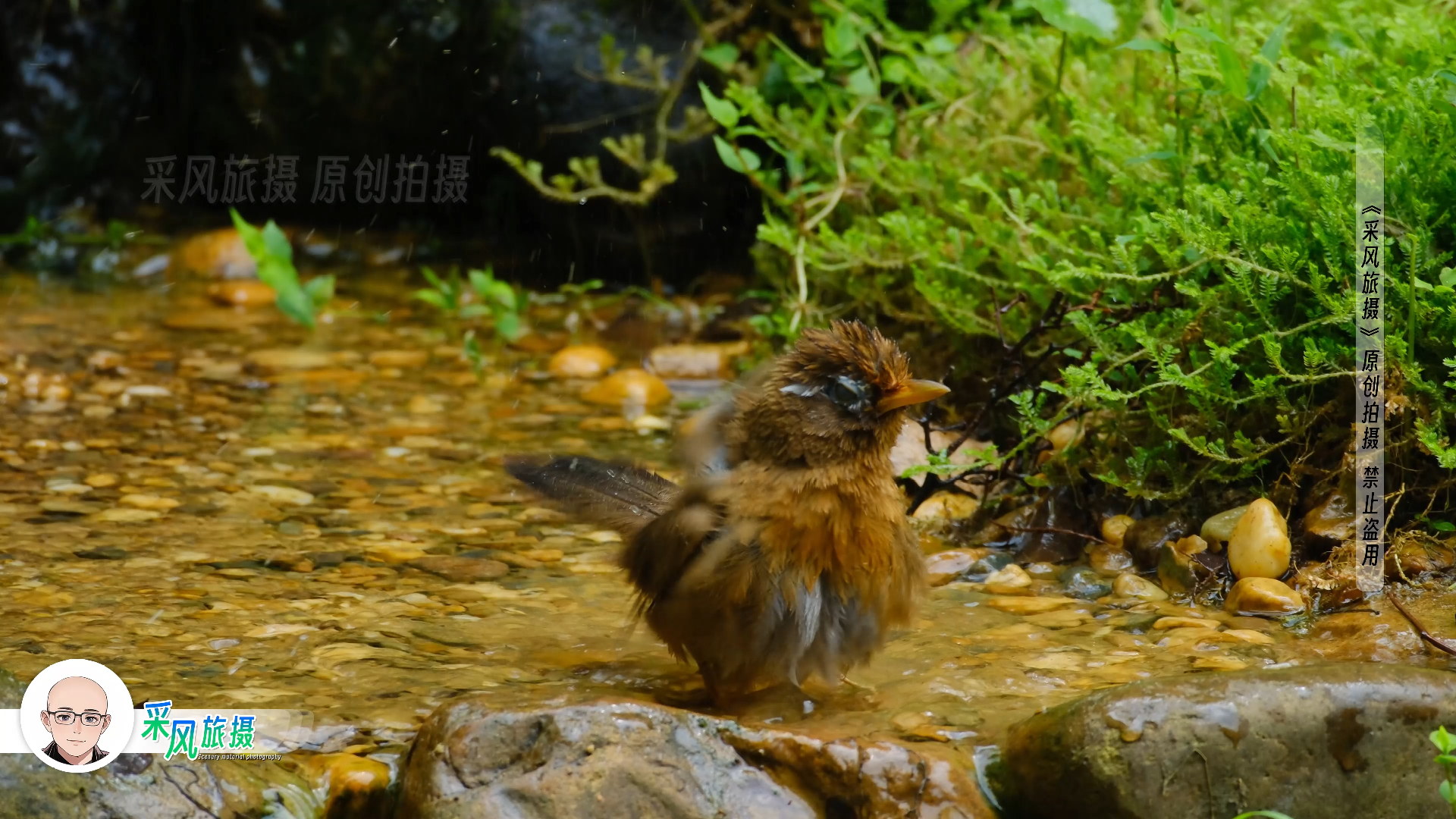 南宁石门公园小鸟公共澡堂,拍到各种小鸟洗澡哔哩哔哩bilibili