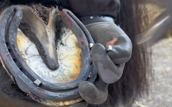 来看看马儿穿鞋的过程