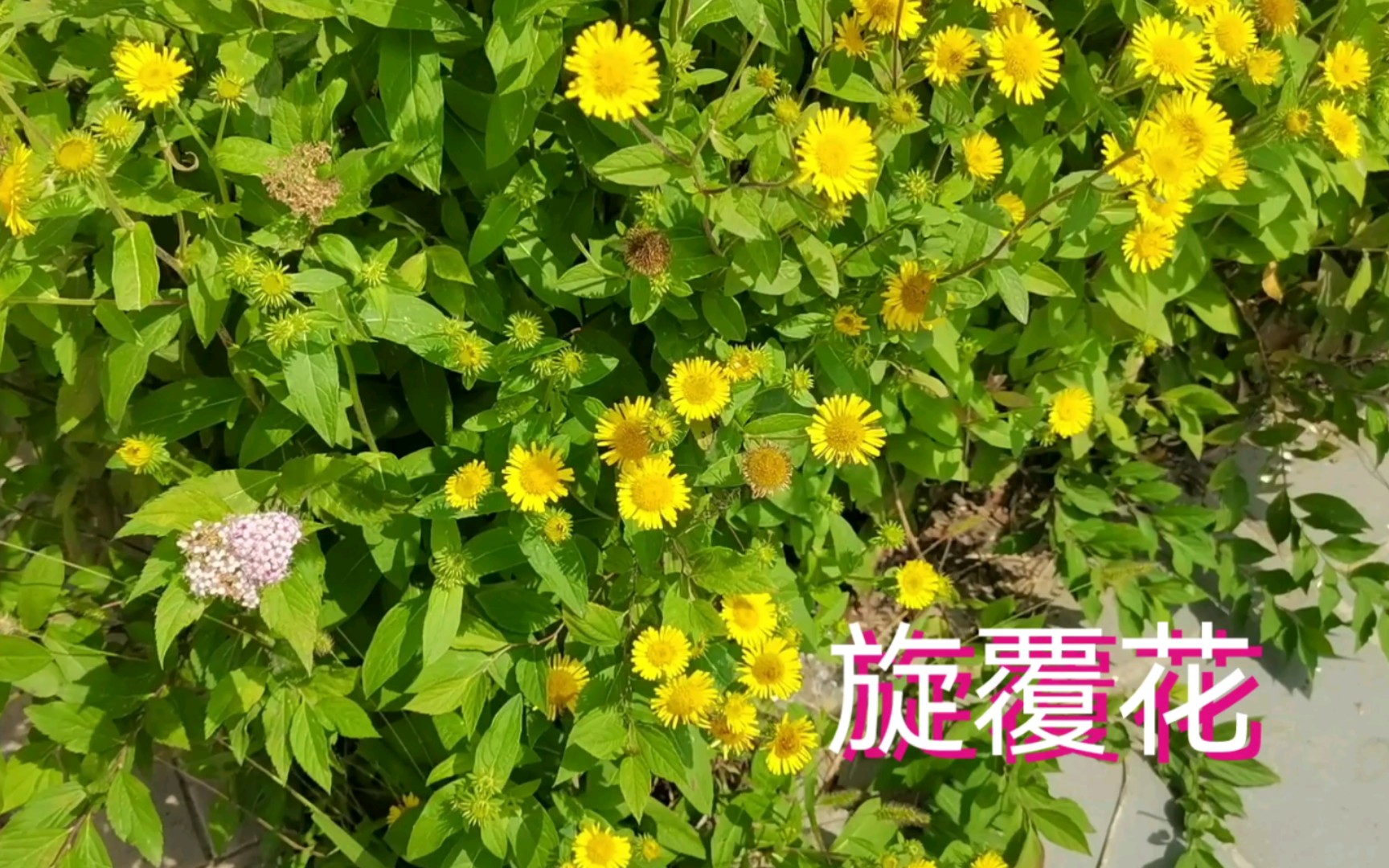 71.野生植物 中药材 旋覆花哔哩哔哩bilibili