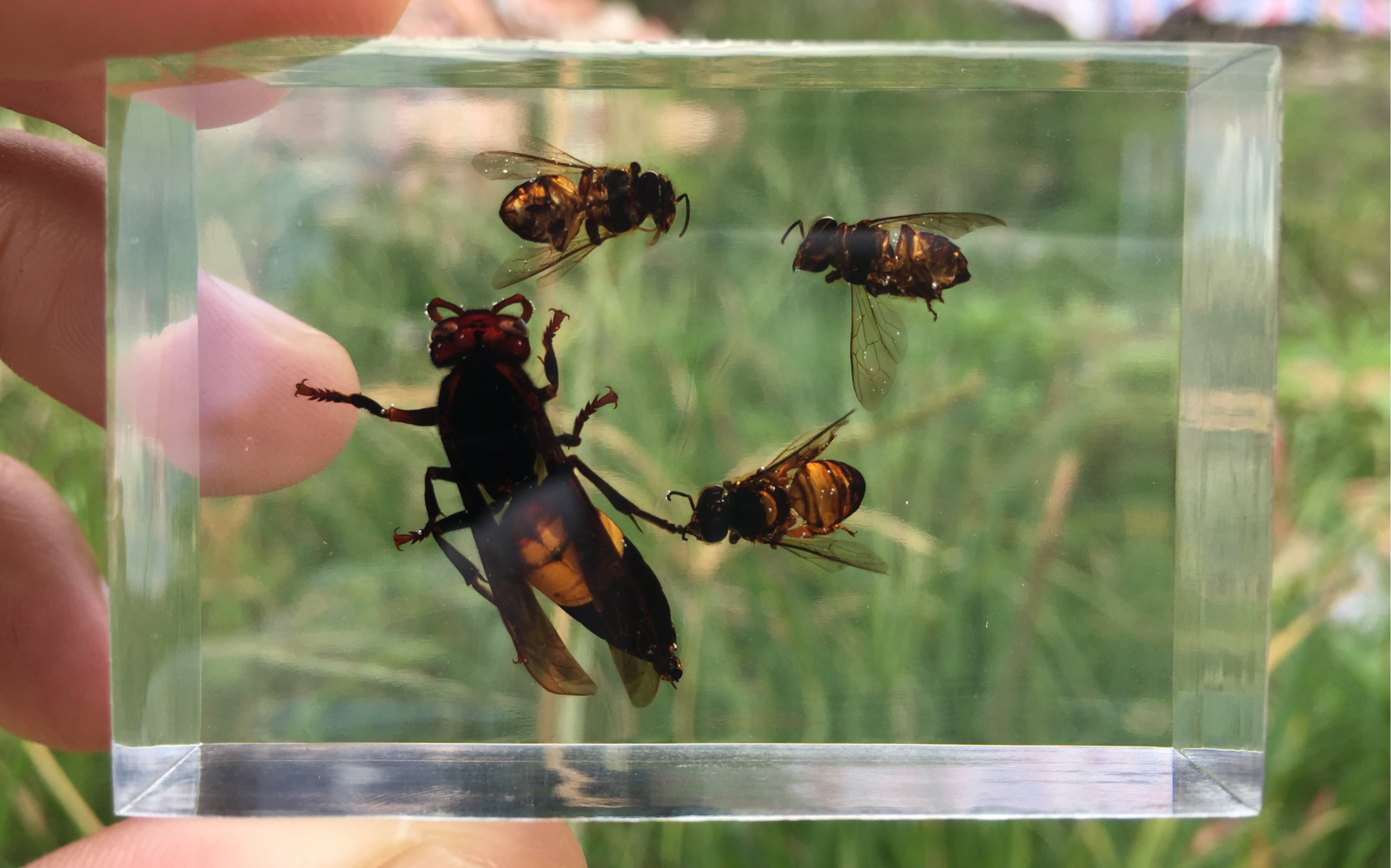蜜蜂和马蜂同归于尽用树脂封住这有趣的场景
