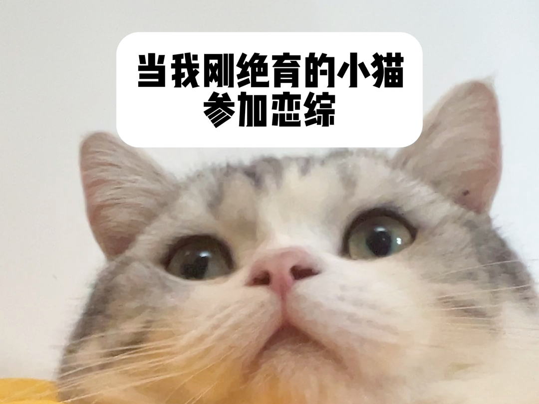 当绝育后的小猫参加恋综哔哩哔哩bilibili