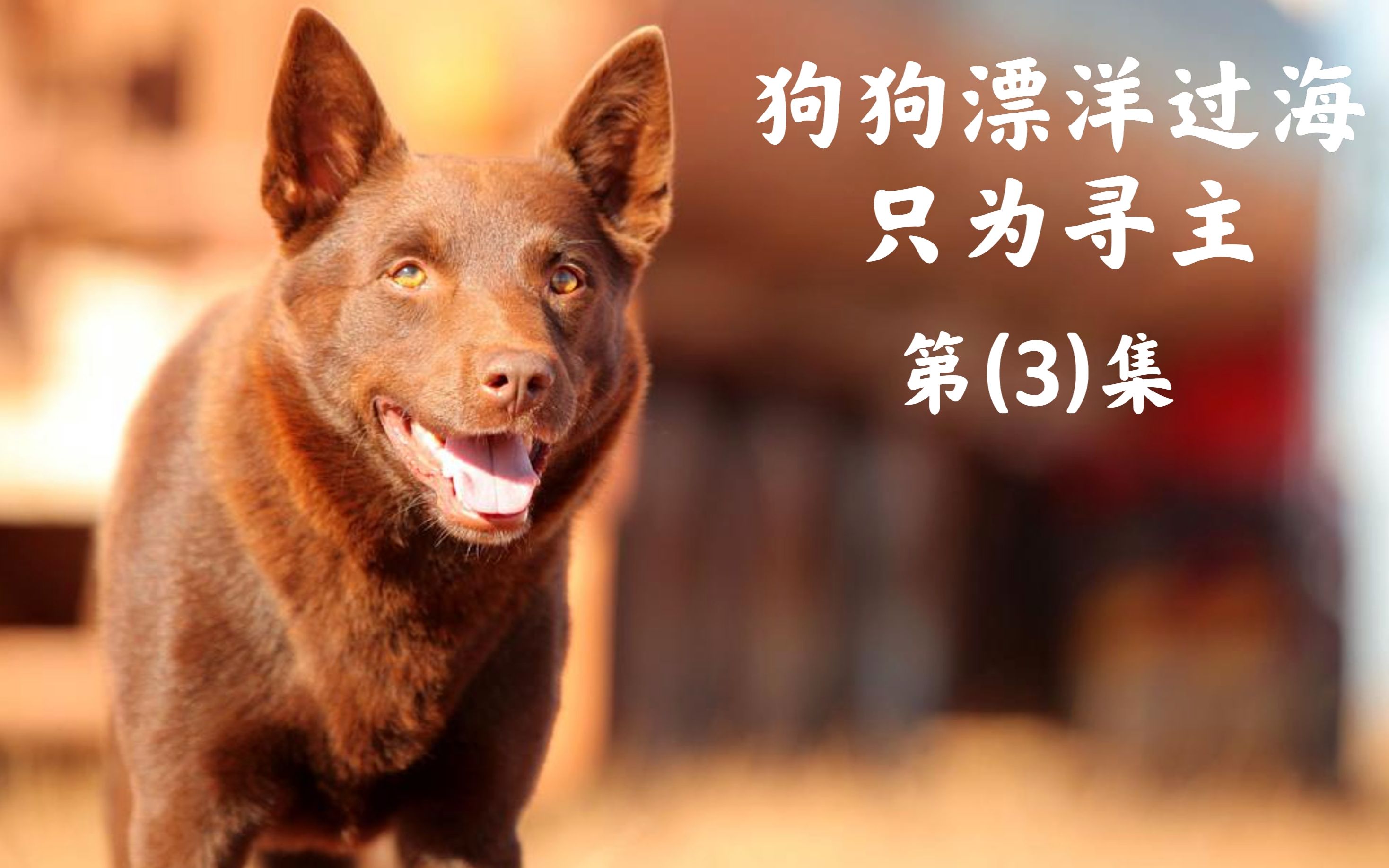 独家真实事件改编,漂洋过海的流浪狗,一生都在寻找主人!治愈片