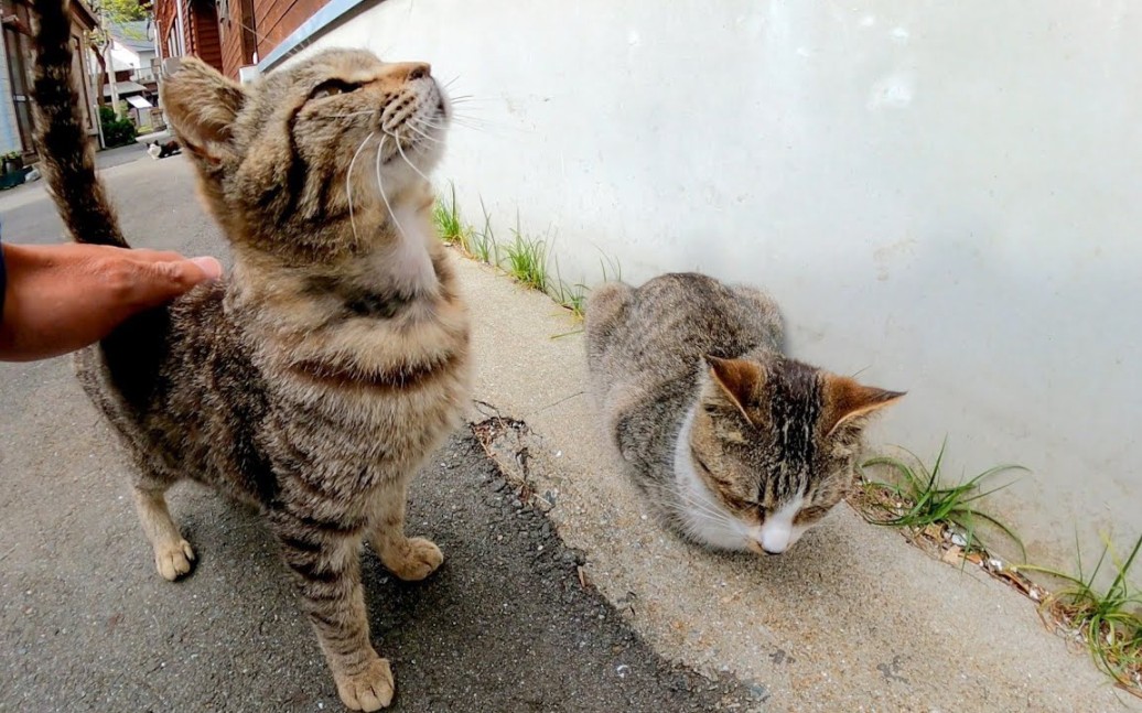 [图]在猫岛的后巷散步很有趣