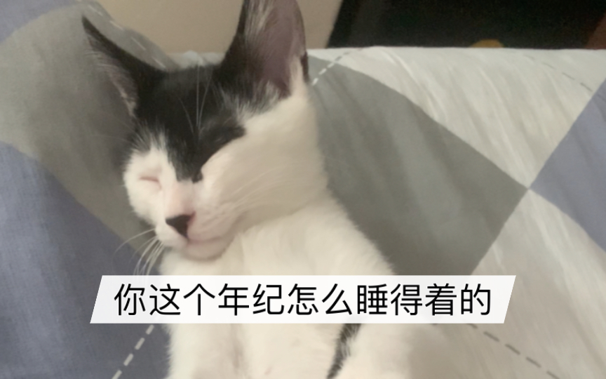 铲屎官作死日常,你这个年纪怎么睡得着的!