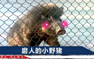 Download Video: 四川通江2万头野猪，猎捕队2天半抓8头还赔2条狗，出动吃货不行吗