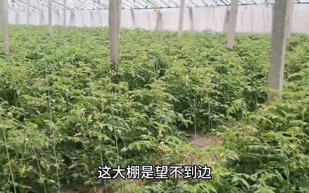 走进蔬菜之乡山东寿光蔬菜大棚,这里大棚壮观漂亮,终于知道他们是如何种植蔬菜了哔哩哔哩bilibili