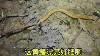 2025年夜间抓黄鳝第3天，今晚运气真好，还捡了一只4条退的