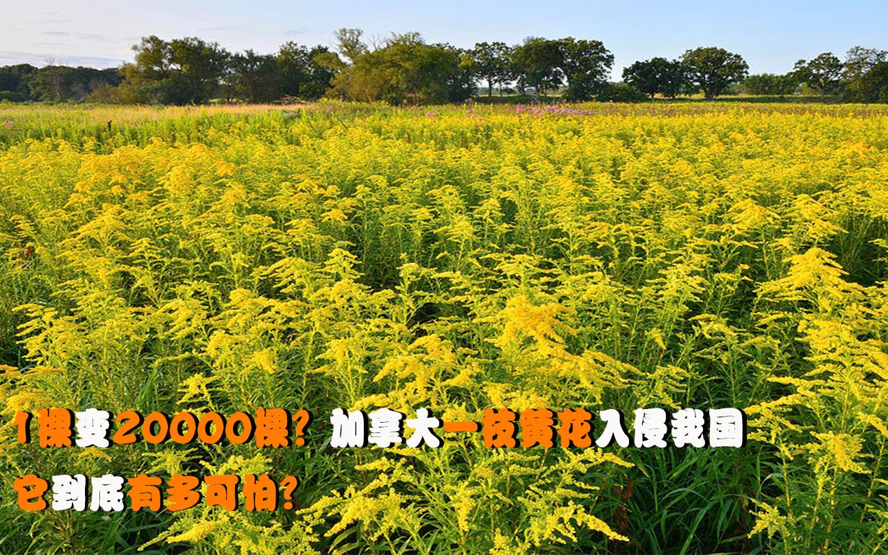 1棵变20000棵?加拿大一枝黄花入侵我国泛滥成灾,它到底有多可怕?哔哩哔哩bilibili