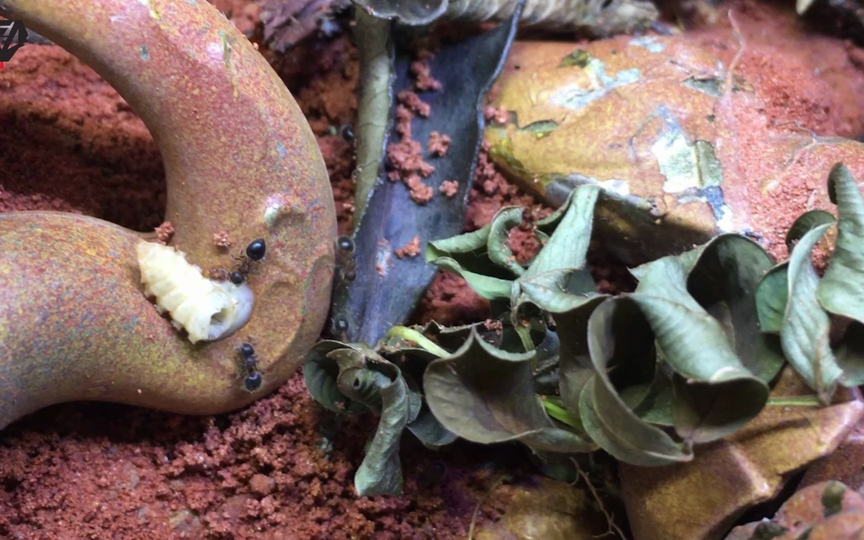 活动作品白羊3二色盾胸切叶蚁