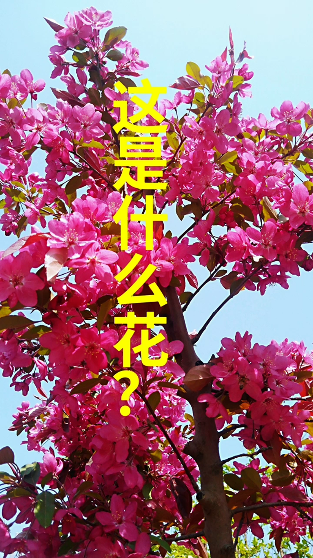 这紫色叶子的花是什么花?哔哩哔哩bilibili