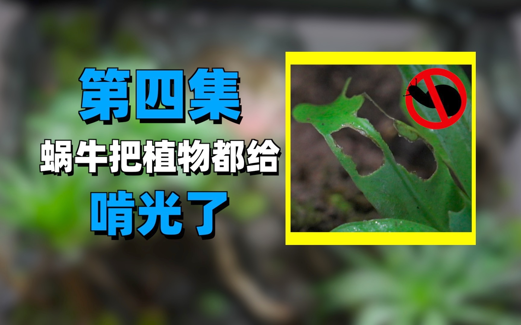 再也不养蜗牛了!简直就是植物杀手啊!哔哩哔哩bilibili