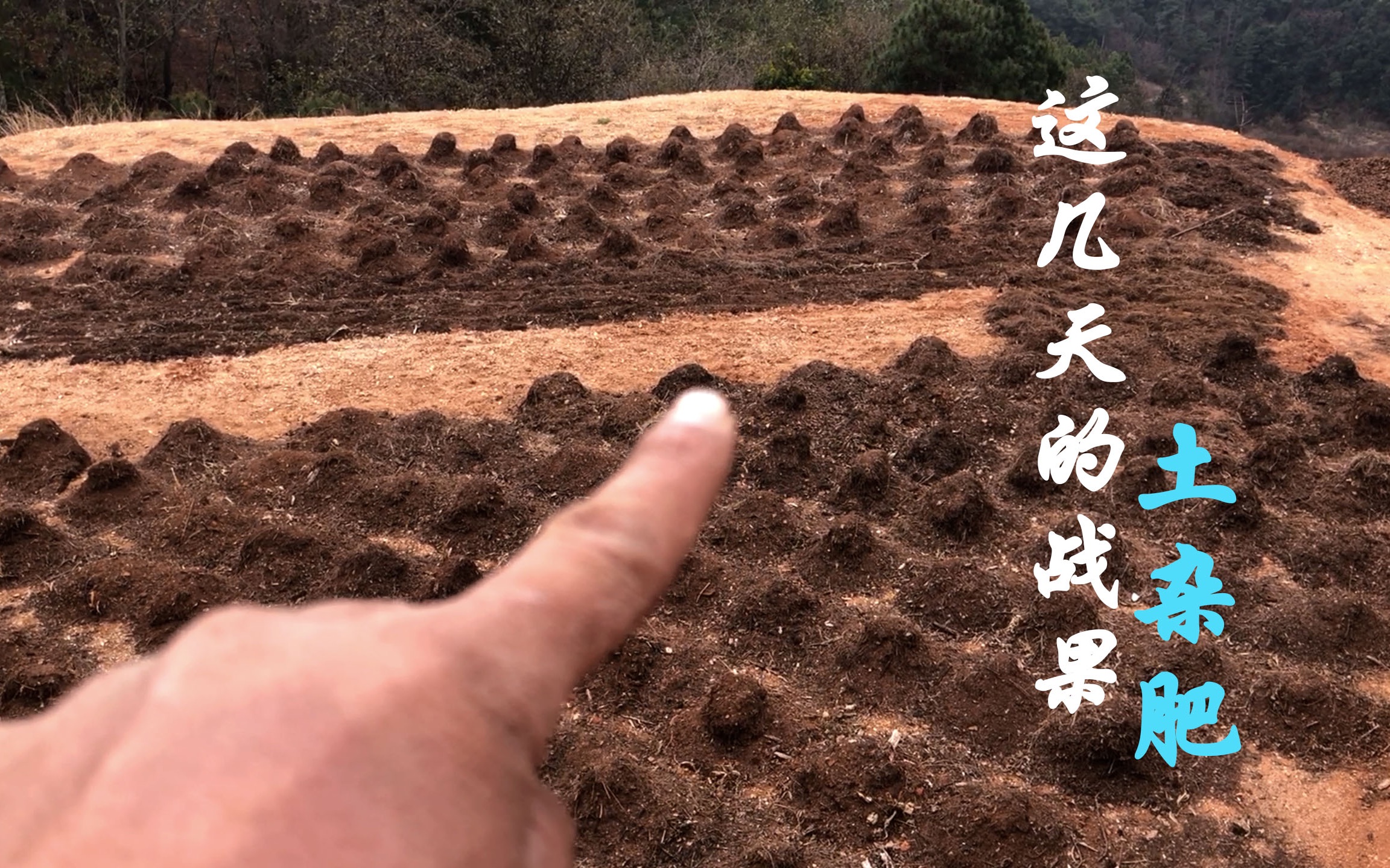 摞了好几天土杂肥了,乡村小伙子今天带你们看看这段时间的战果.