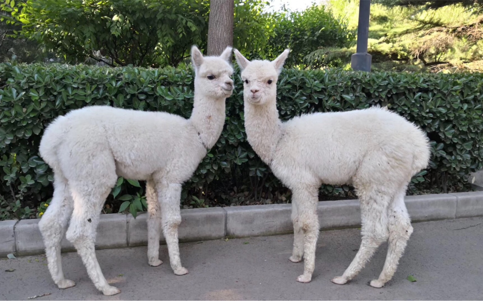 两只小羊驼视察中学生课间操