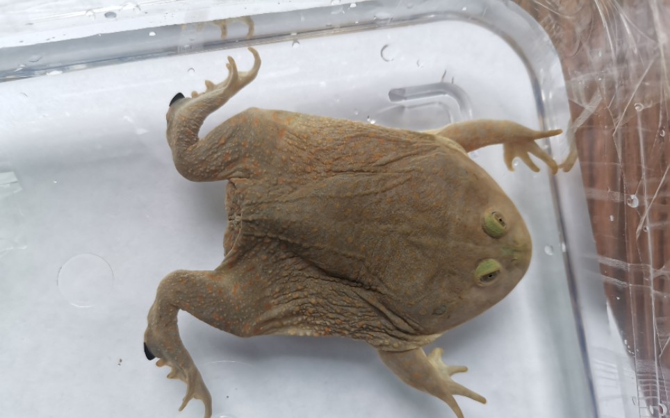 100%小丑蛙(猫眼珍珠蛙)开箱._哔哩哔哩_bilibili