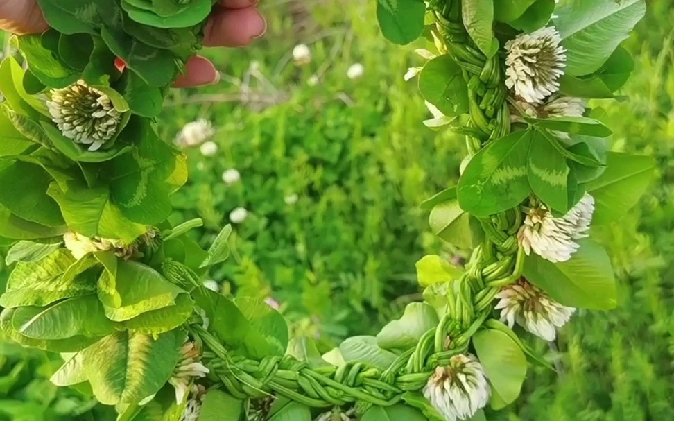 草编花环制作教程,白车轴草编花环,这片区域已处于开发期,大片的花草,挖机师傅就要铲平了,编了个花环!采了一篮子花~哔哩哔哩bilibili