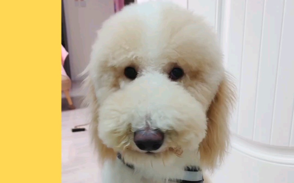 黄白花的巨贵弟弟!_哔哩哔哩_bilibili