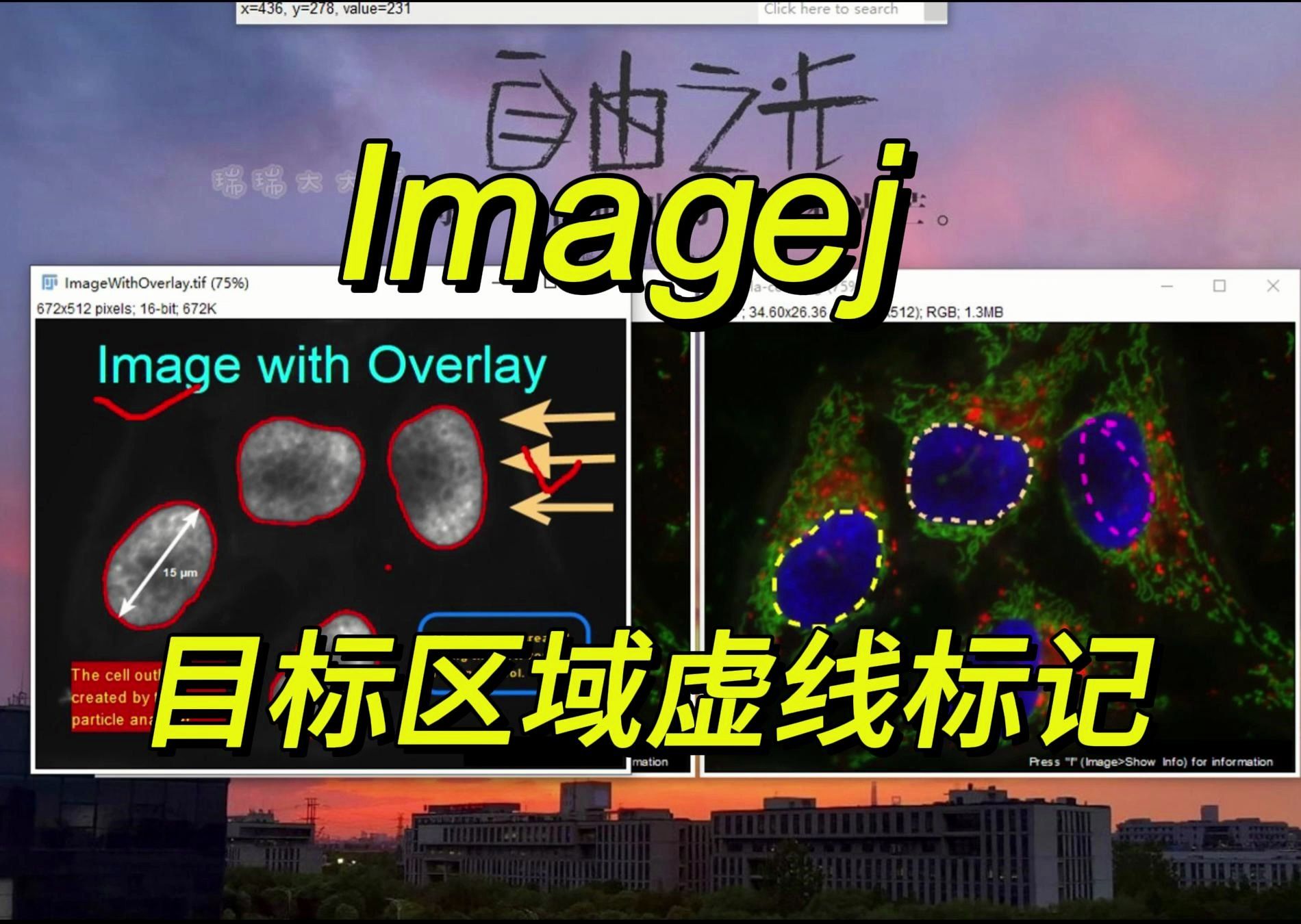 Imagej:目标区域虚线标记哔哩哔哩bilibili